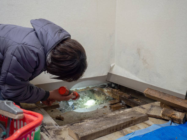 Best Mold Odor Removal Services  in Summerfield, MD